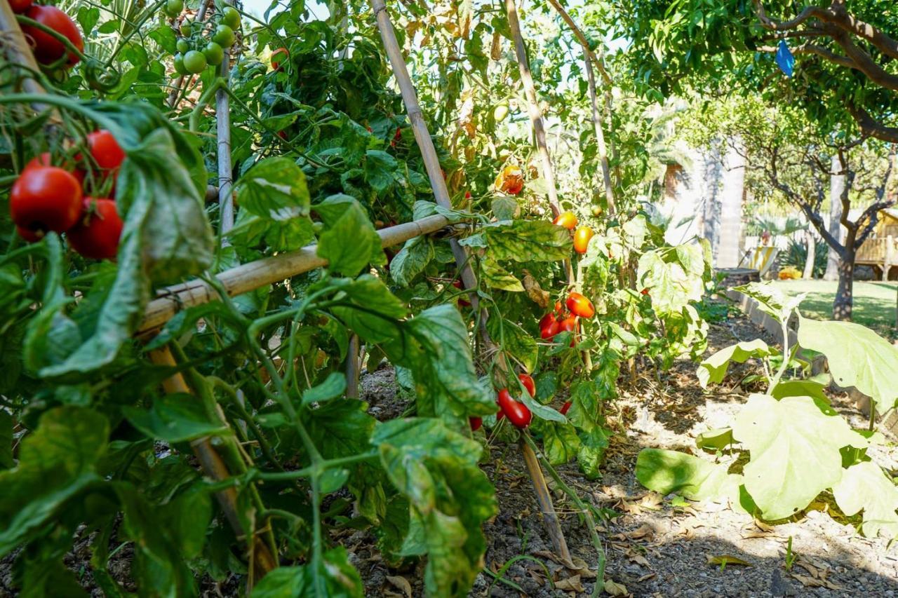 Villa Caterina - Solemar Sicilia Cefalu Bagian luar foto